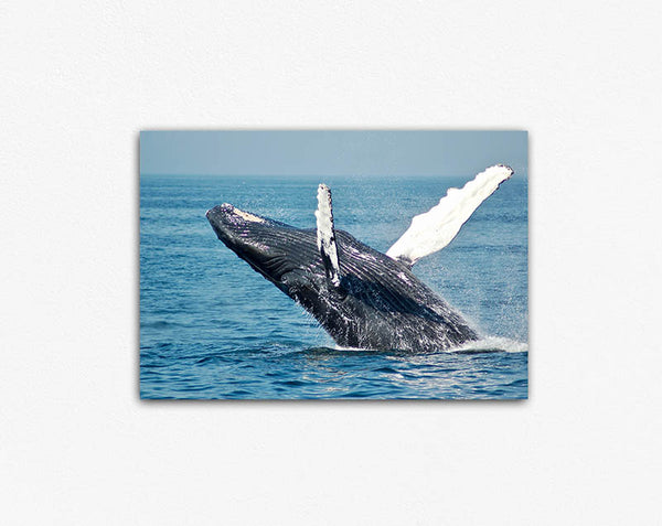 Whale Breaching Canvas Print