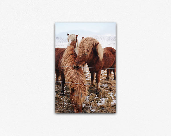 Winter Ponies Second Edition Canvas Print