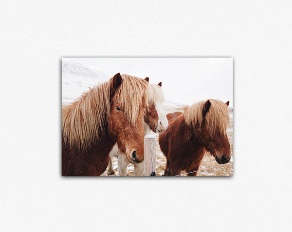 Winter Ponies Canvas Print