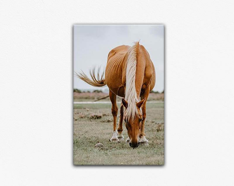 New Forest Pony Canvas Print