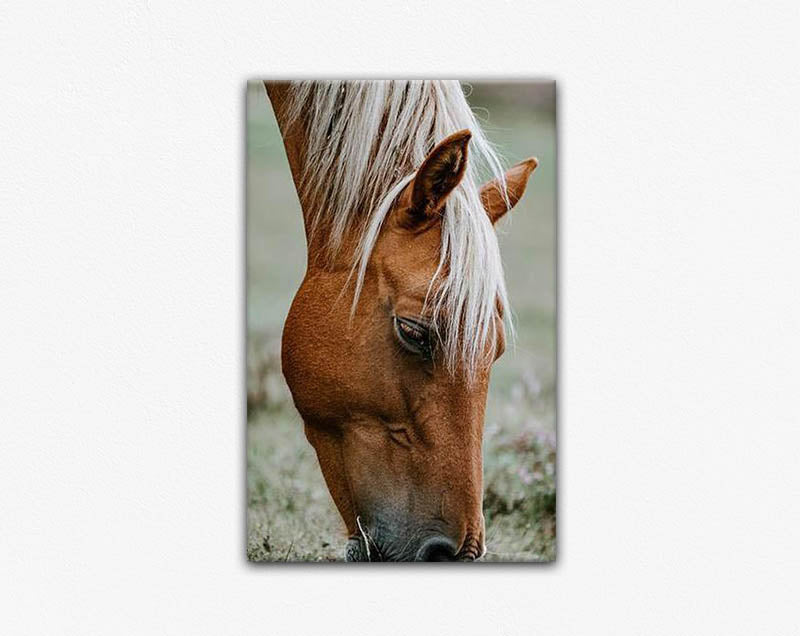 Brown Pony Grazing Canvas Print