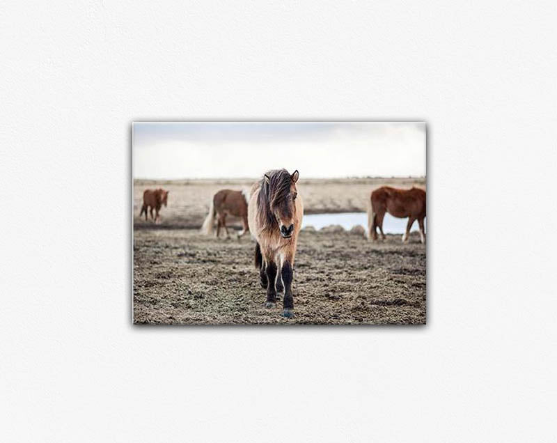 Chestnut the Brumby Canvas Print