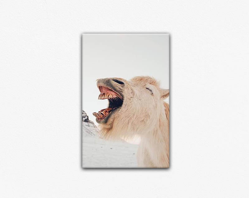 The Laughing Stallion Canvas Print