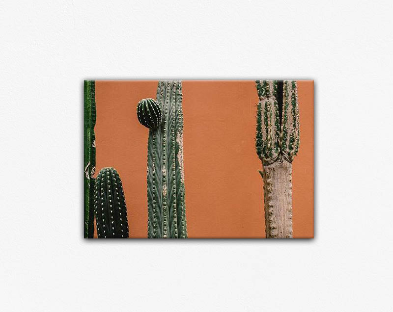 Orange Cactus Canvas Print