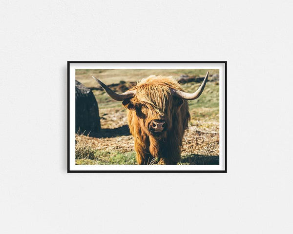 Highland Cattle Framed Wall Art