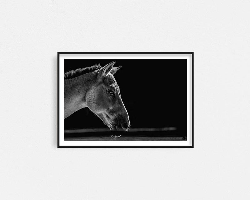 Monochrome Stallion Framed Wall Art