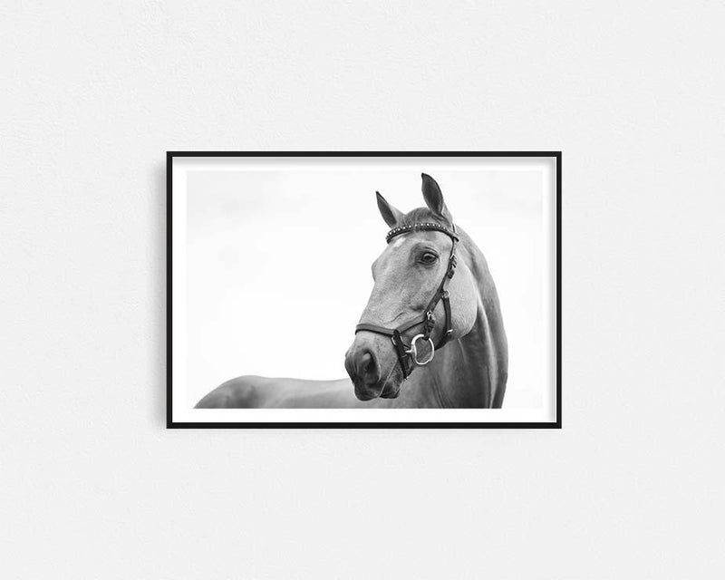 White Stallion Framed Wall Art