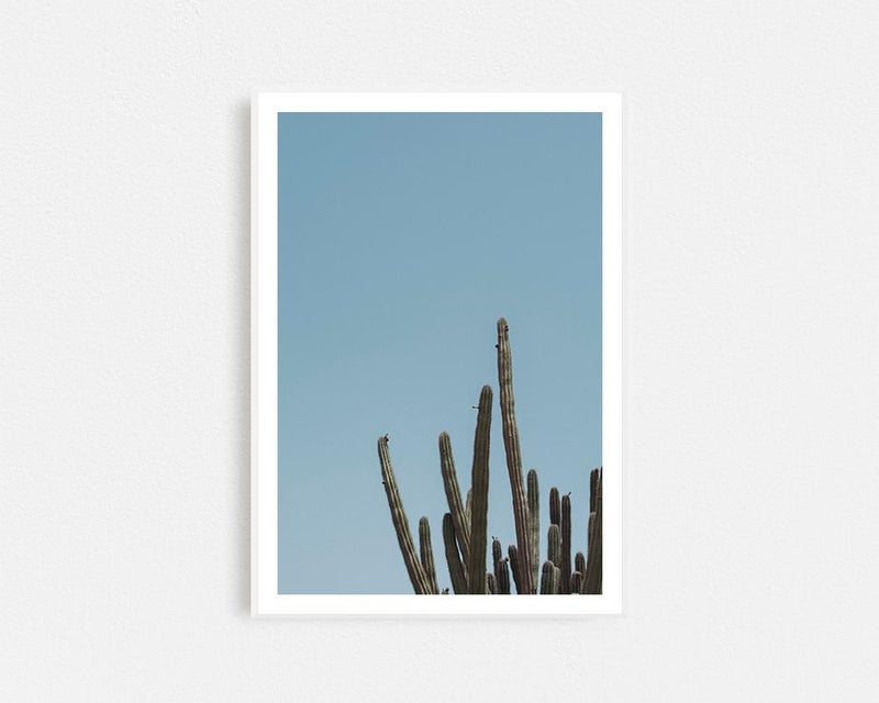 Wild Cactus